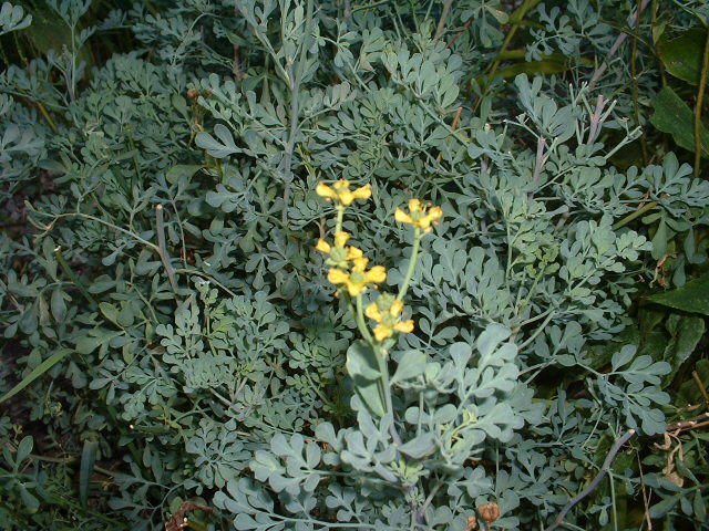 Ruta graveolens (seed)